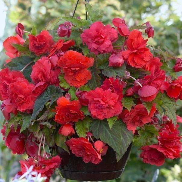 Бегония белая (Begonia x tuberhybrida)