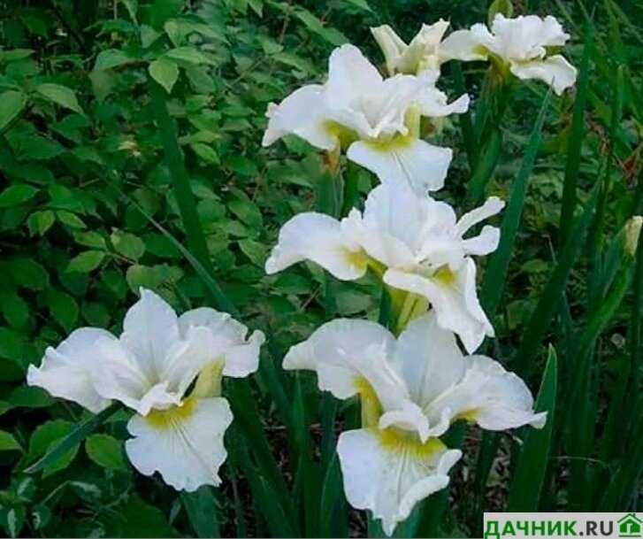 Полезные советы по улучшению цветения белых ирисов