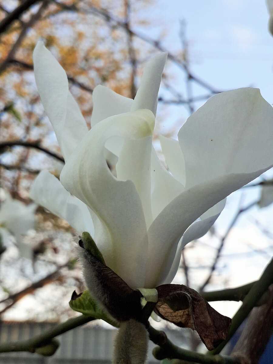 1. Магнолия Суханова (Magnolia x soulangiana)