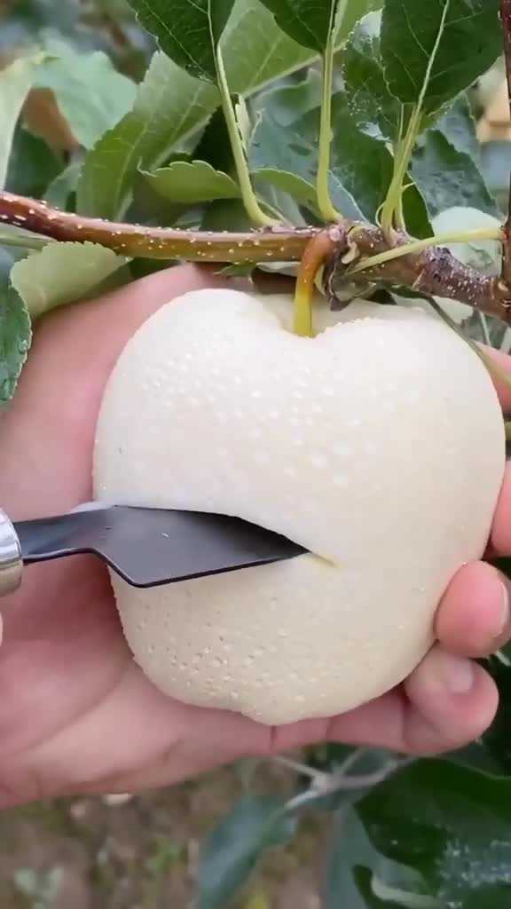 Особенности выращивания белых сортов яблок