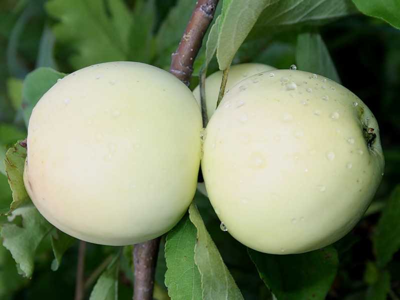 Польза белых сортов яблок для здоровья