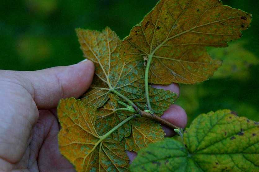 Причины появления белого налета на листьях смородины