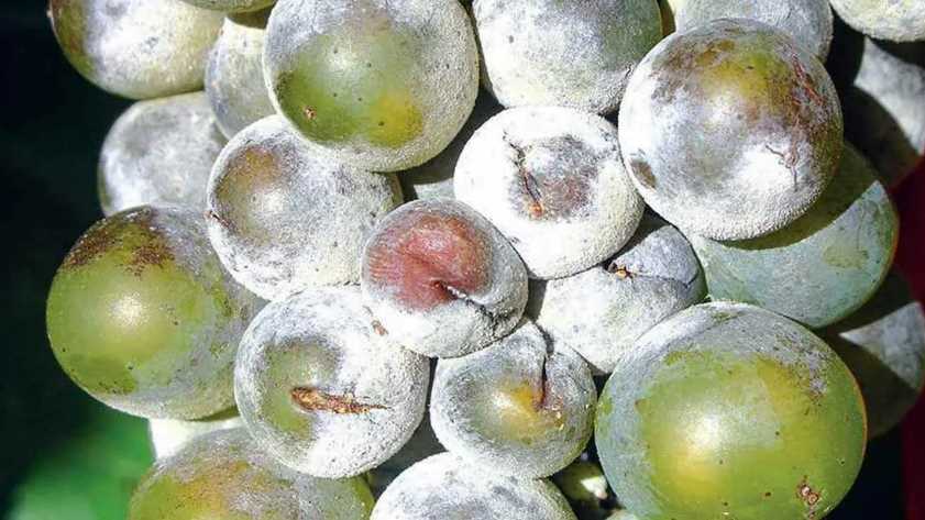 Проблемы с белым налетом на винограде