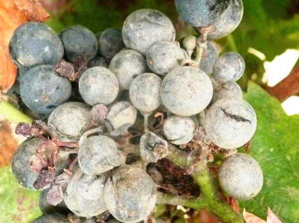 Предупреждение появления белого налета на винограде