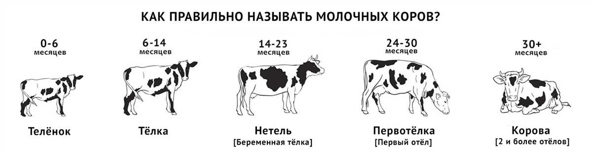 Как узнать, что корова беременна?