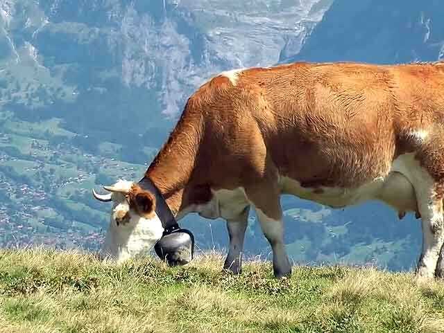 Физиология беременности у коров