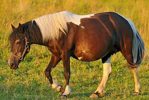 Особенности ухода за беременной лошадью