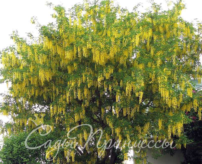 Лабурнум алпийский (Laburnum alpinum)