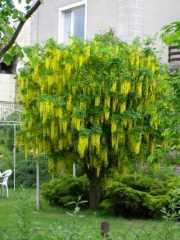 Лабурнум александрийский (Laburnum x watereri)