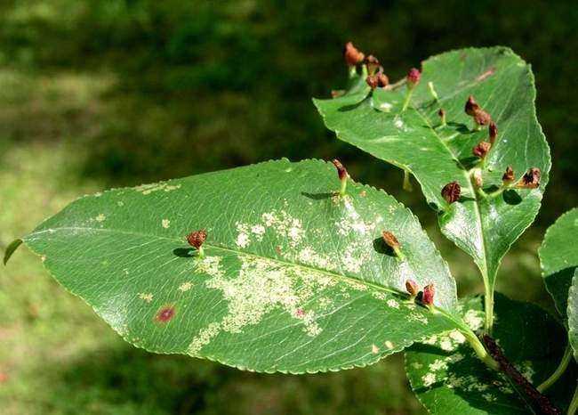 Вирусные болезни листьев груши