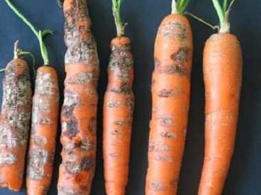 Вредители моркови: угрозы для урожая