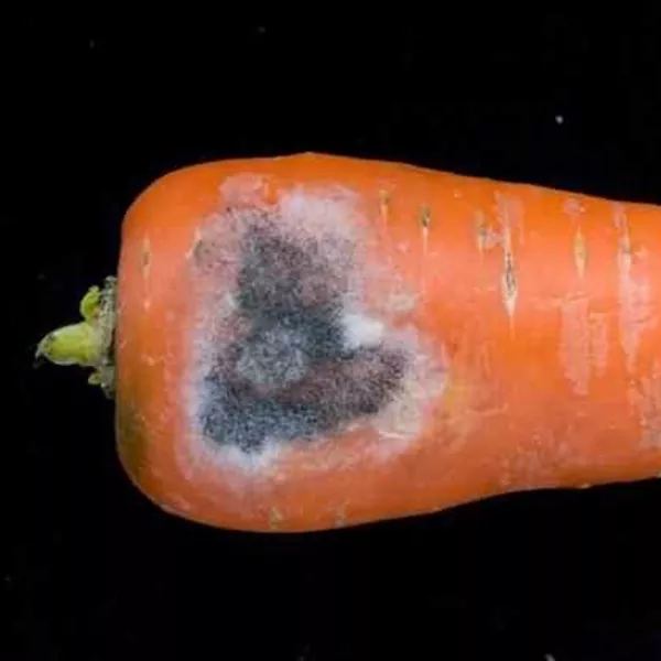 Меры борьбы и профилактика против морковной мухи: