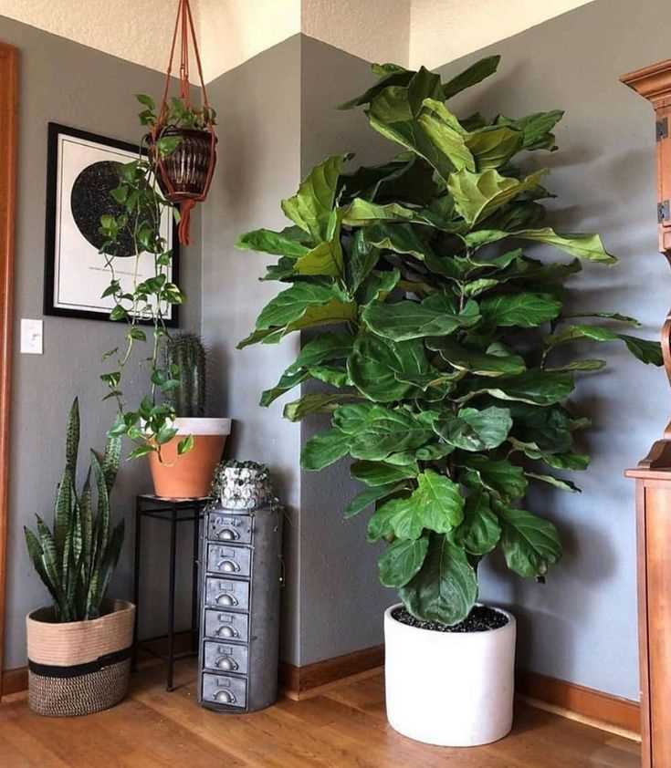 Особенности больших комнатных растений