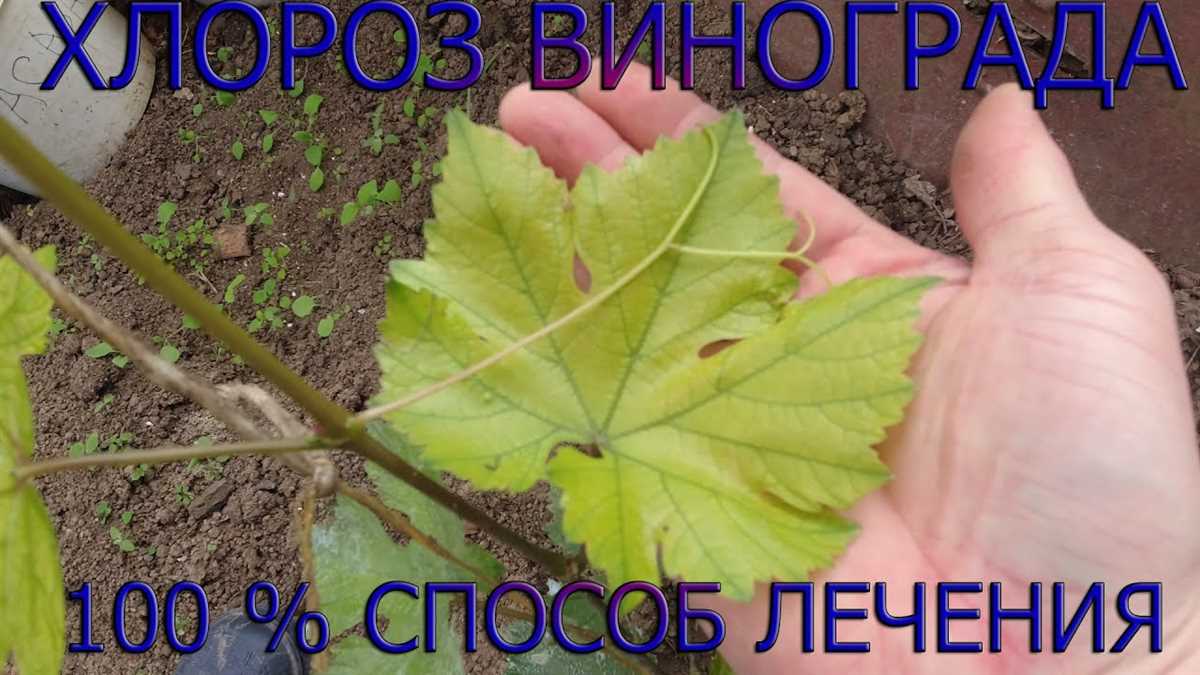 Оптимальные условия для винограда