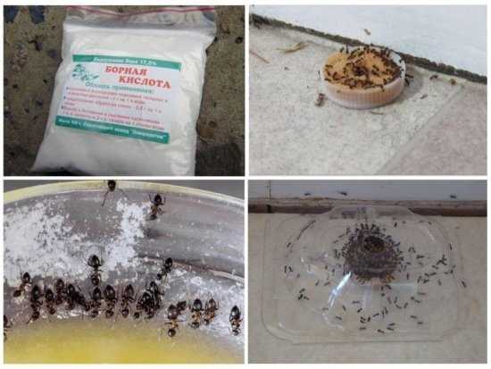 Как использовать борную кислоту для избавления от муравьев в доме
