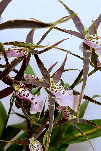 Брассия сердцевидная (Brassia cordata)