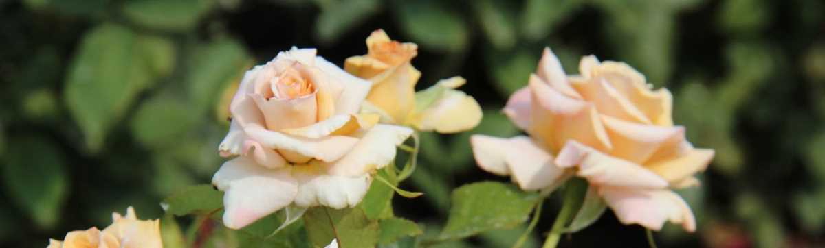 Чайно-гибридные розы: что такое