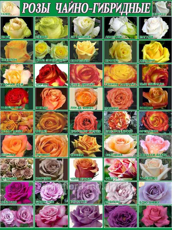 Характеристики и особенности чайно-гибридных сортов роз