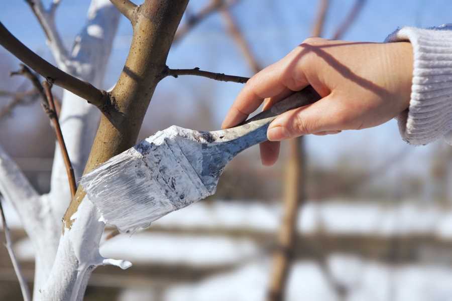 Почему и когда нужно белить деревья весной?