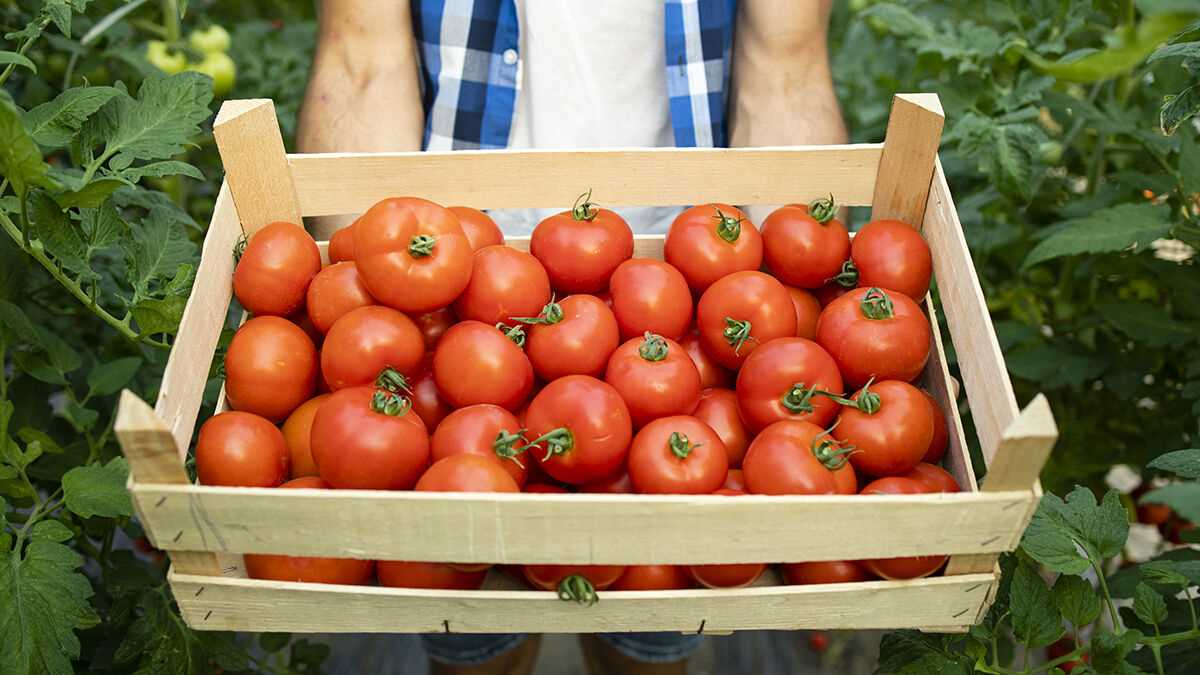 Как правильно опрыскивать томаты для завязи?