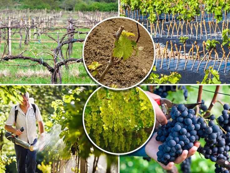 Чем опрыскивать виноград от вредителей?