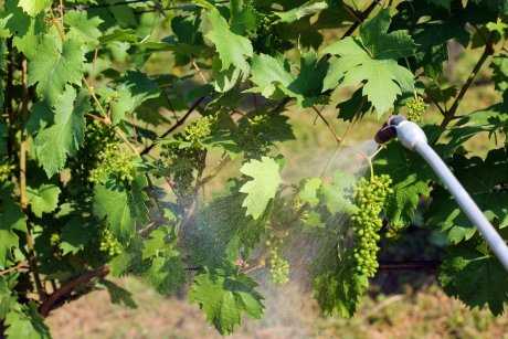 Методы и средства опрыскивания винограда
