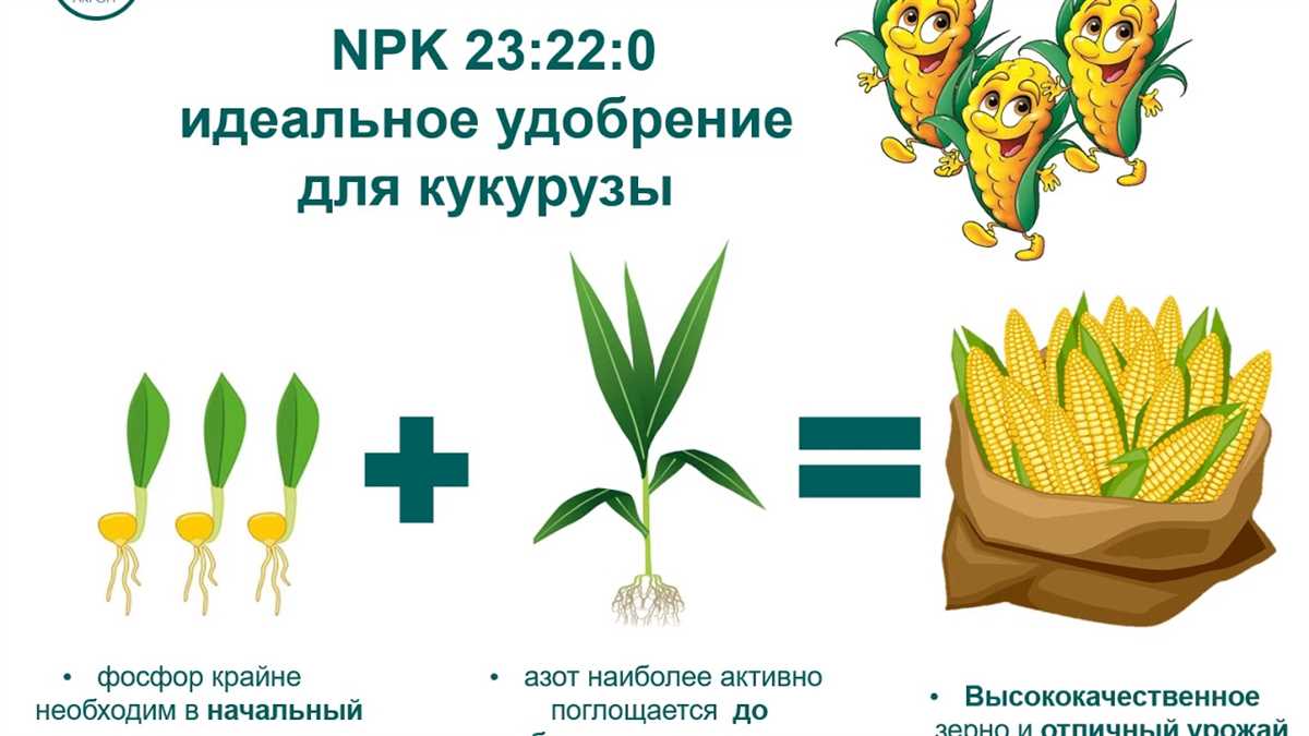 2.1 Когда подкармливать кукурузу?