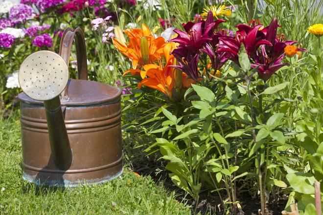 Подкормка лилий: секреты успешного роста и цветения