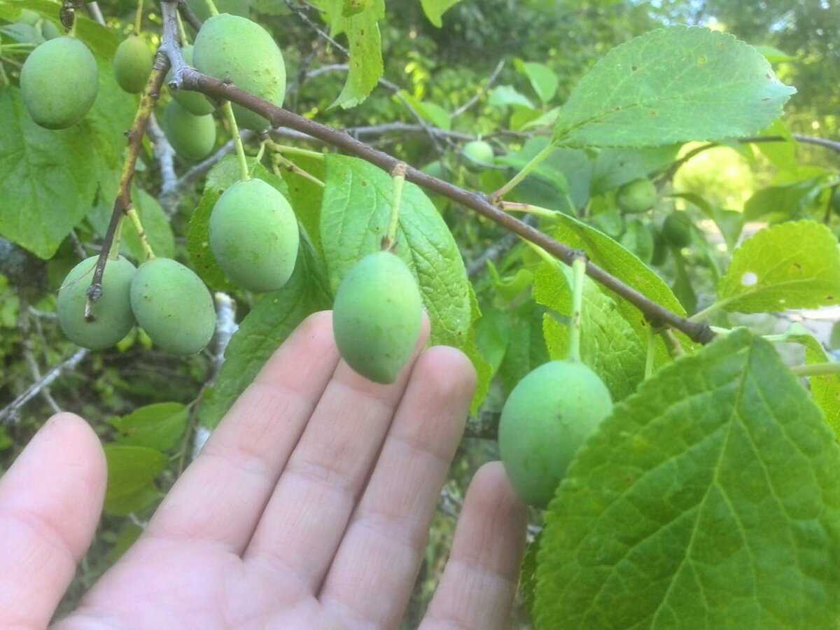 Органические минеральные удобрения