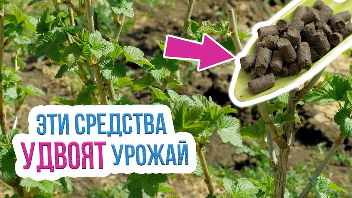 Как и когда подкормить смородину