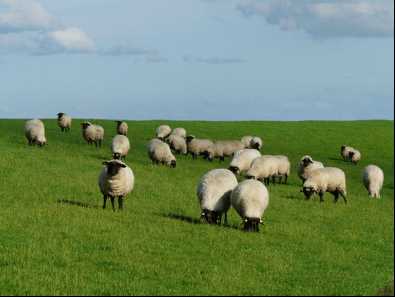 Какие минеральные добавки необходимы овцам?