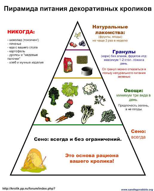 Белковая пища для кролика