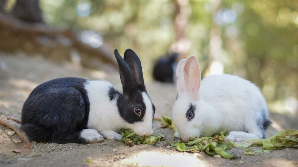 Зимняя специализированная кормовая смесь для кроликов