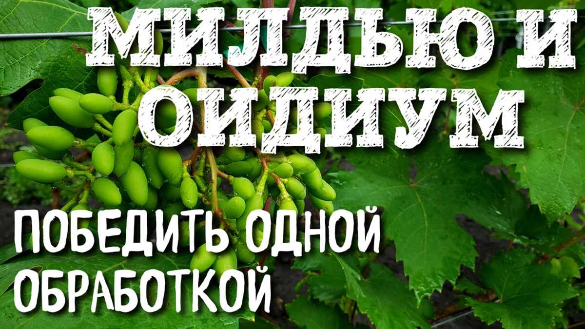 Применение химических препаратов для лечения милдью на винограде