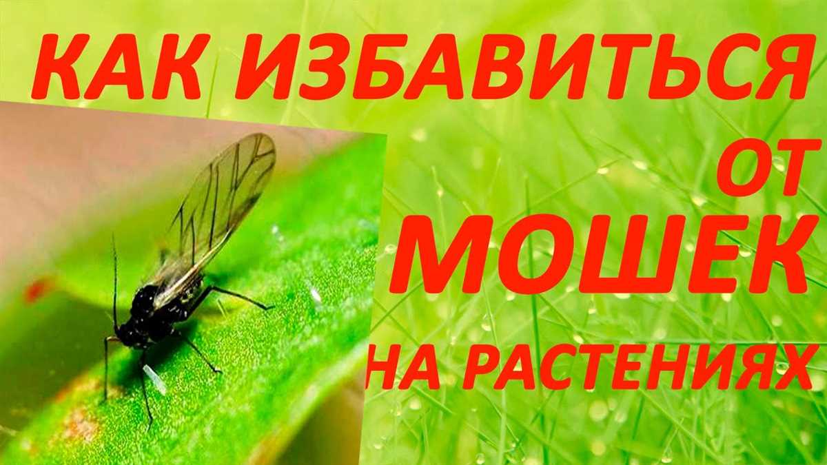 Как обработать помидоры, на которых появились мошки?