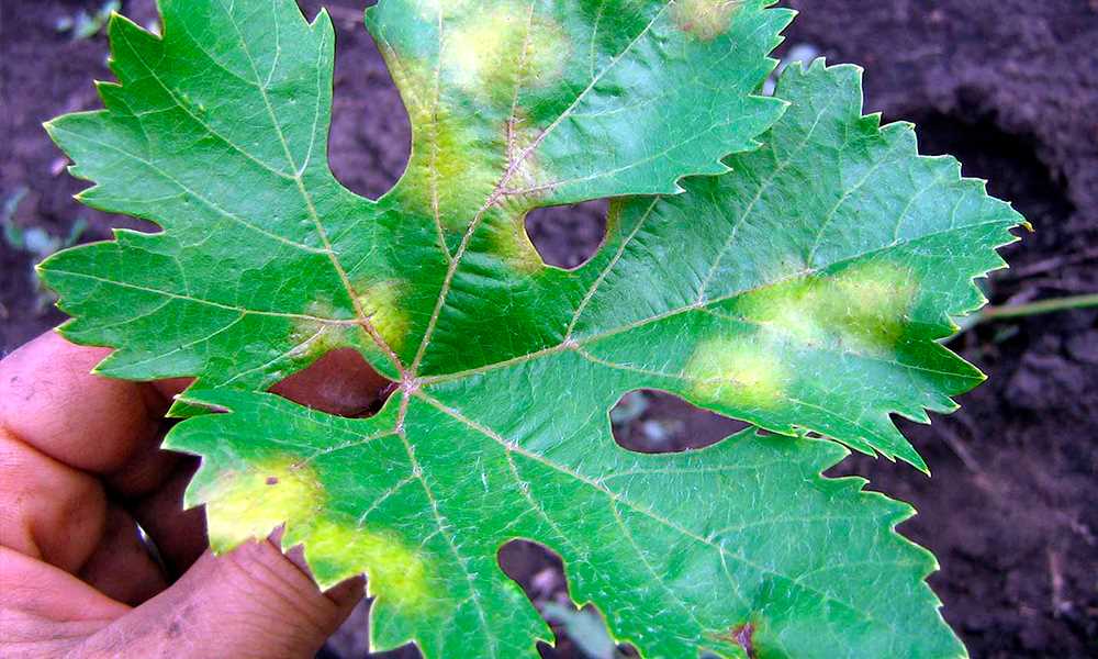 Вредители винограда: опасность и виды
