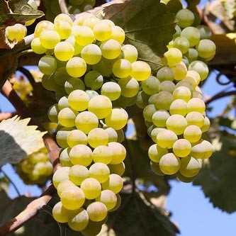 Основные болезни винограда и их проявление