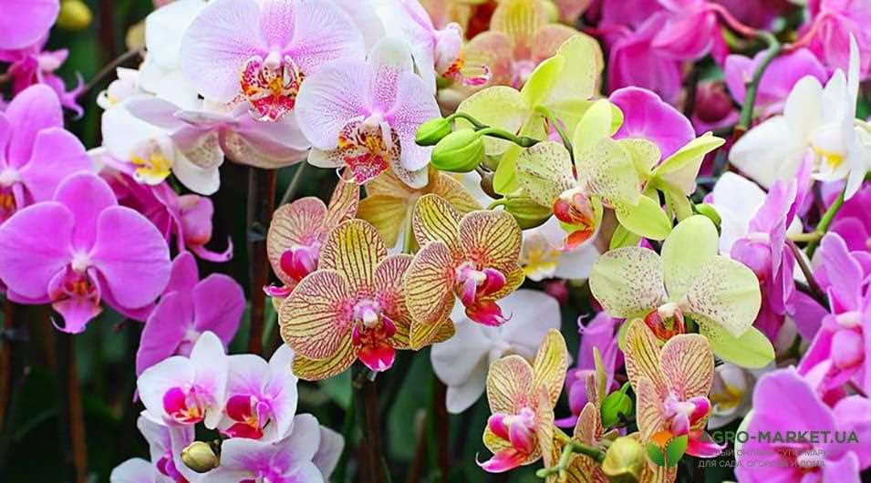 Технология выращивания орхидей и фаленопсисов