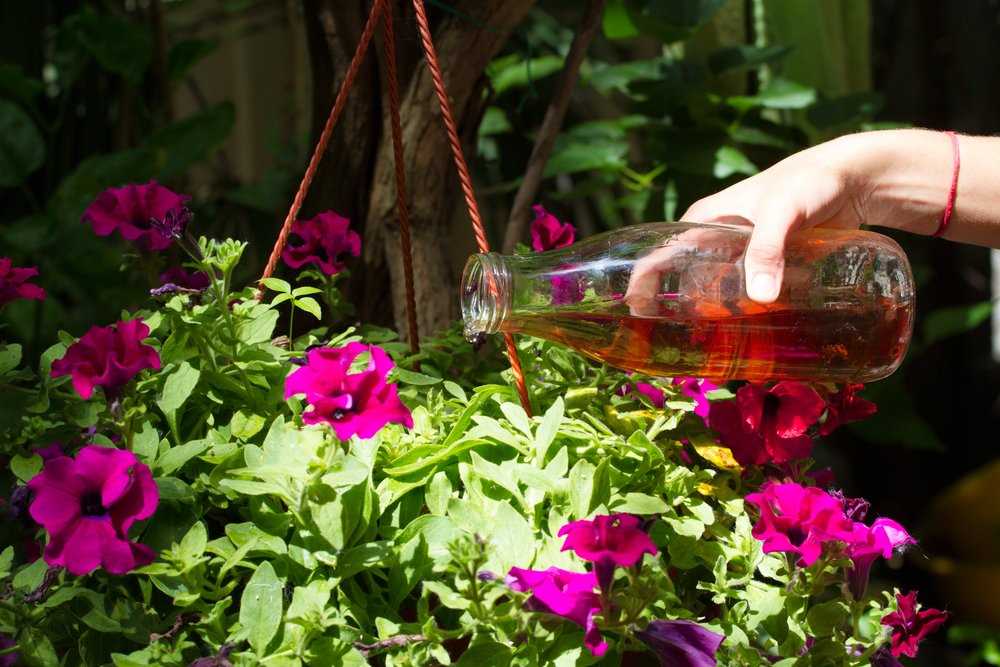 Ключевые правила подкормки петунии для обильного цветения