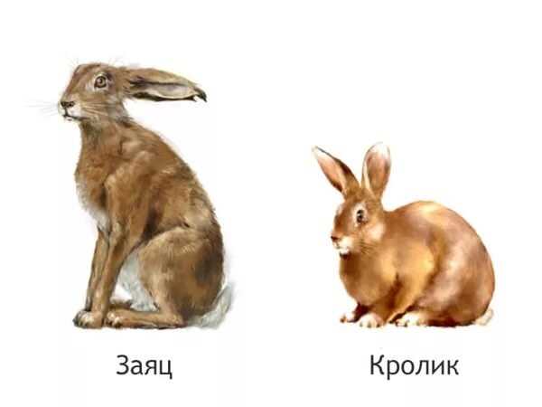 Пищевое поведение зайца