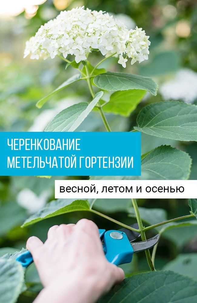 Преимущества черенкования гортензии метельчатой