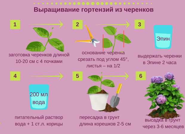 Как правильно провести черенкование гортензии метельчатой