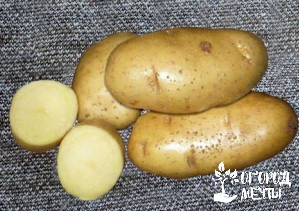 Время всхода картофеля и причины отсутствия всходов