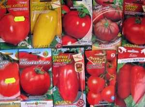 Выращивание помидоров на балконе или подоконнике: