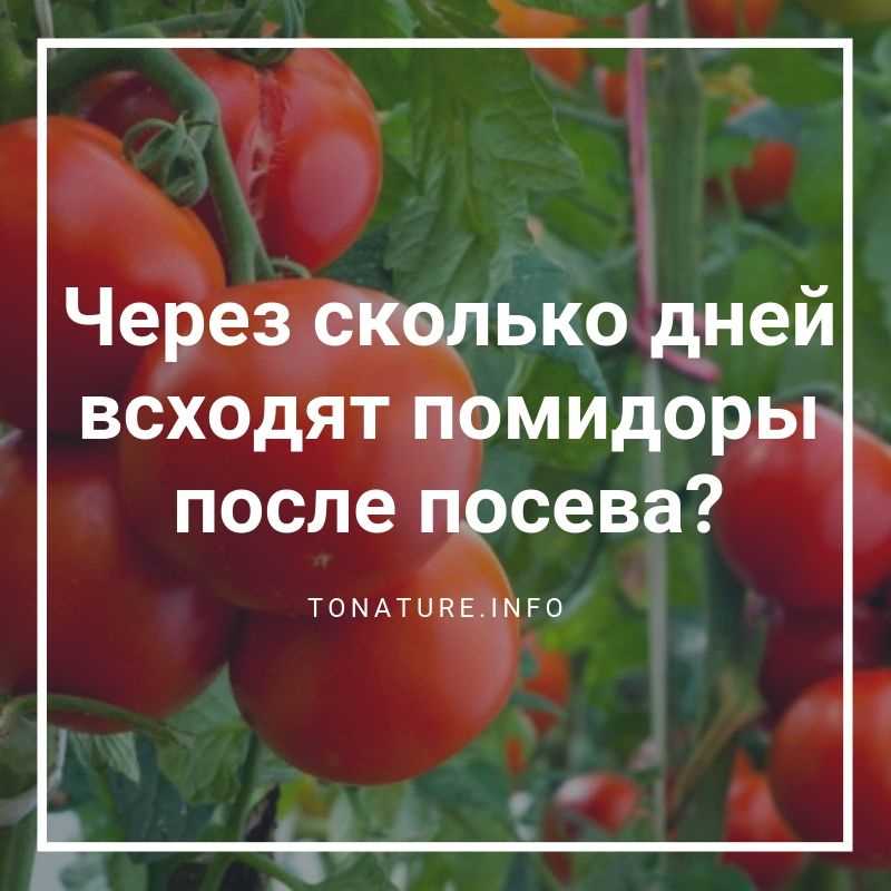 Оптимальные условия для прорастания: