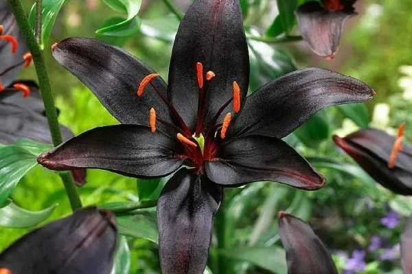 Сорта черных лилий: редкие и экзотические