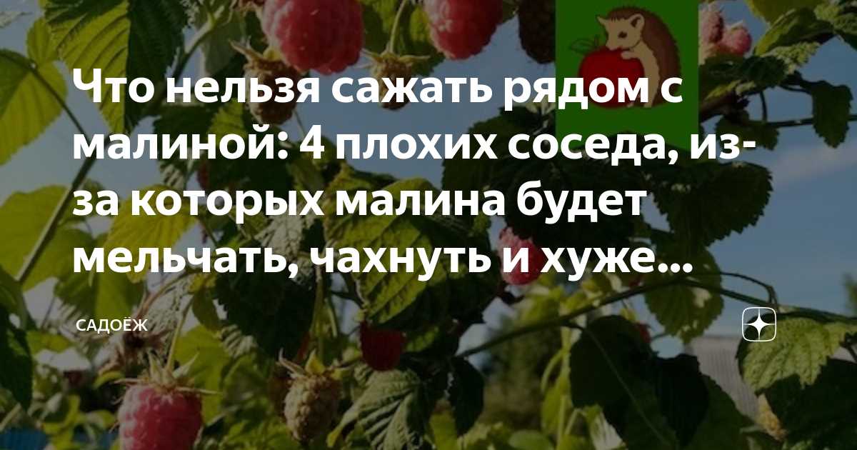 Садовые цветы для компаньонского посада рядом с малиной