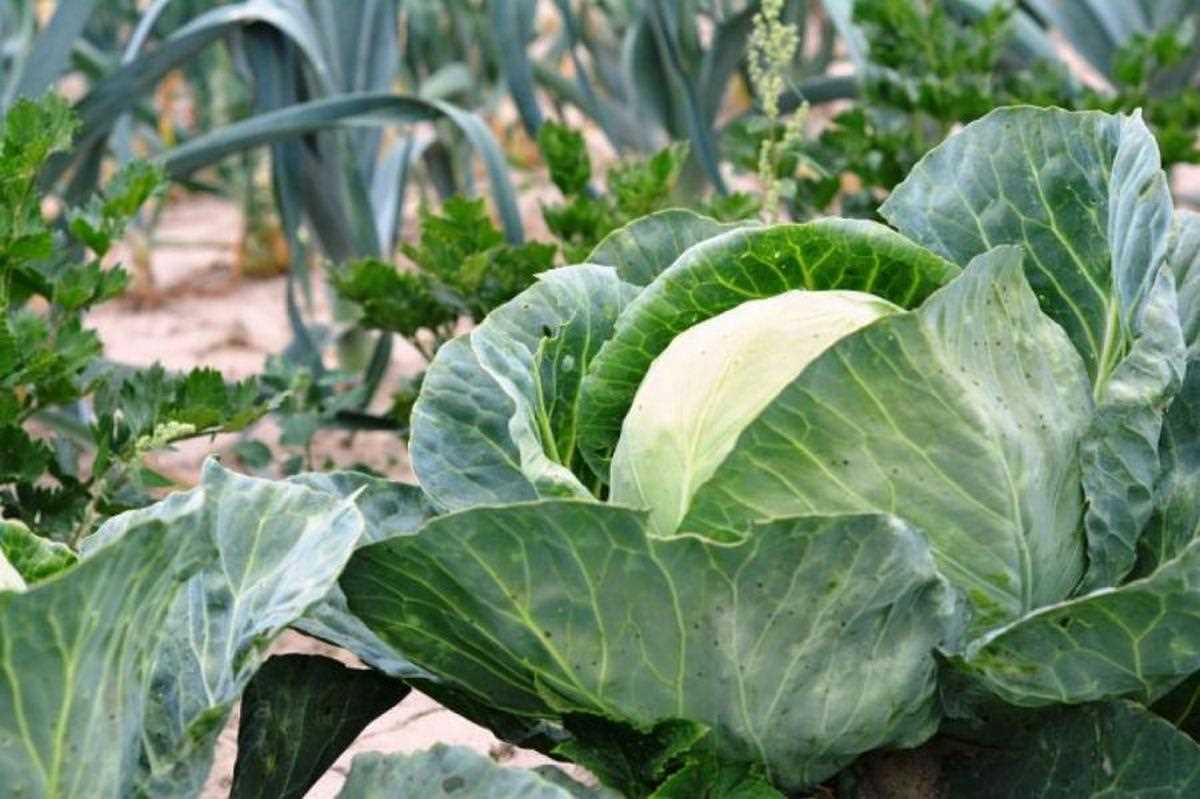 Брокколи и цветная капуста - какие растения можно посадить вместе?