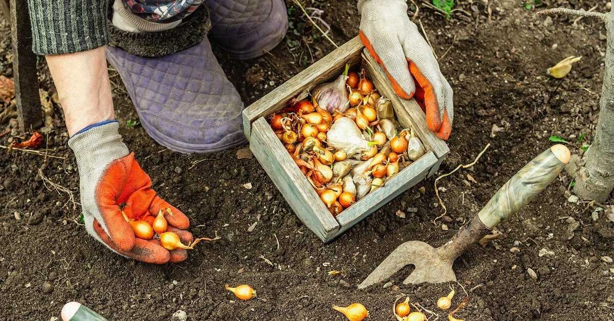 Выращивание рассады