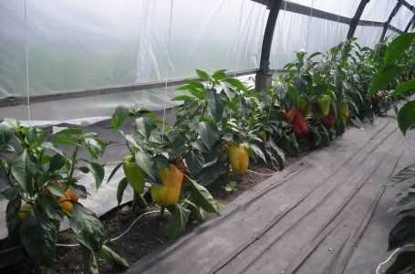 Идеи растений, подходящих для высадки рядом с помидорами на открытом грунте